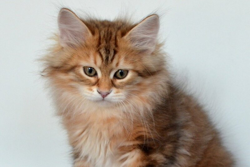 Stella Siberian female, black golden tabby