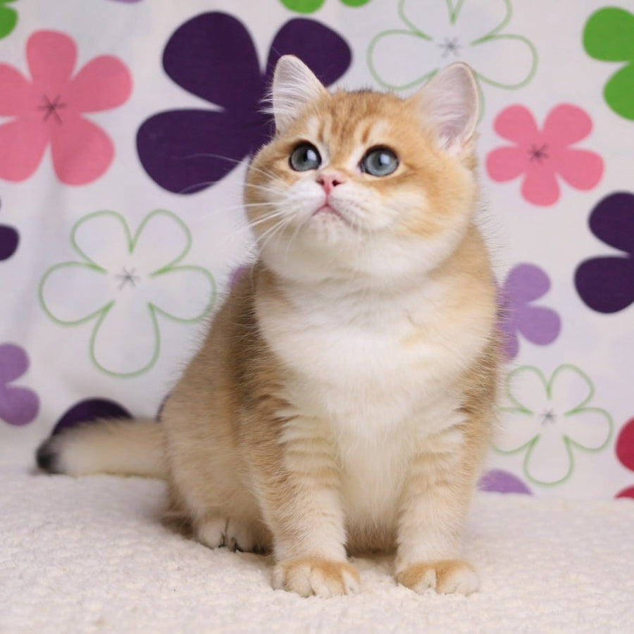 Saharok British Shorthair male, black golden chinchilla