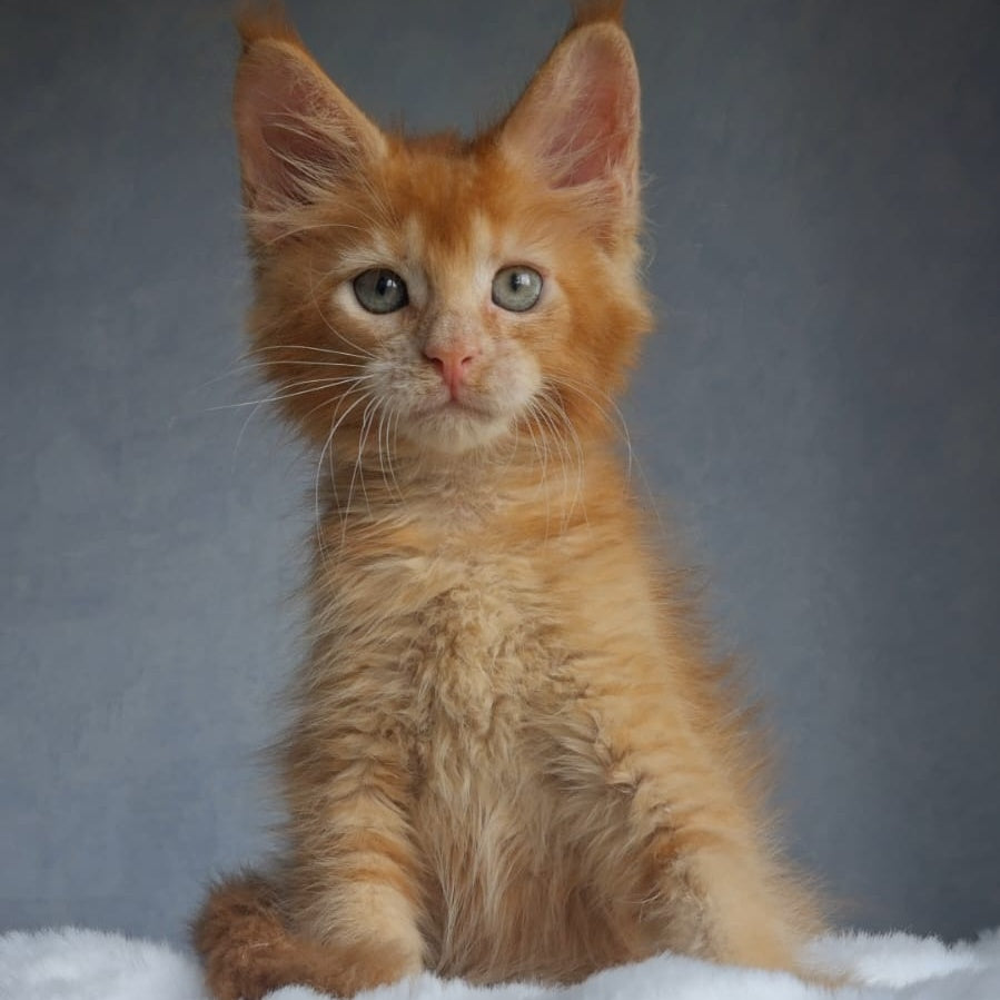 Princ Maine Coon male, red