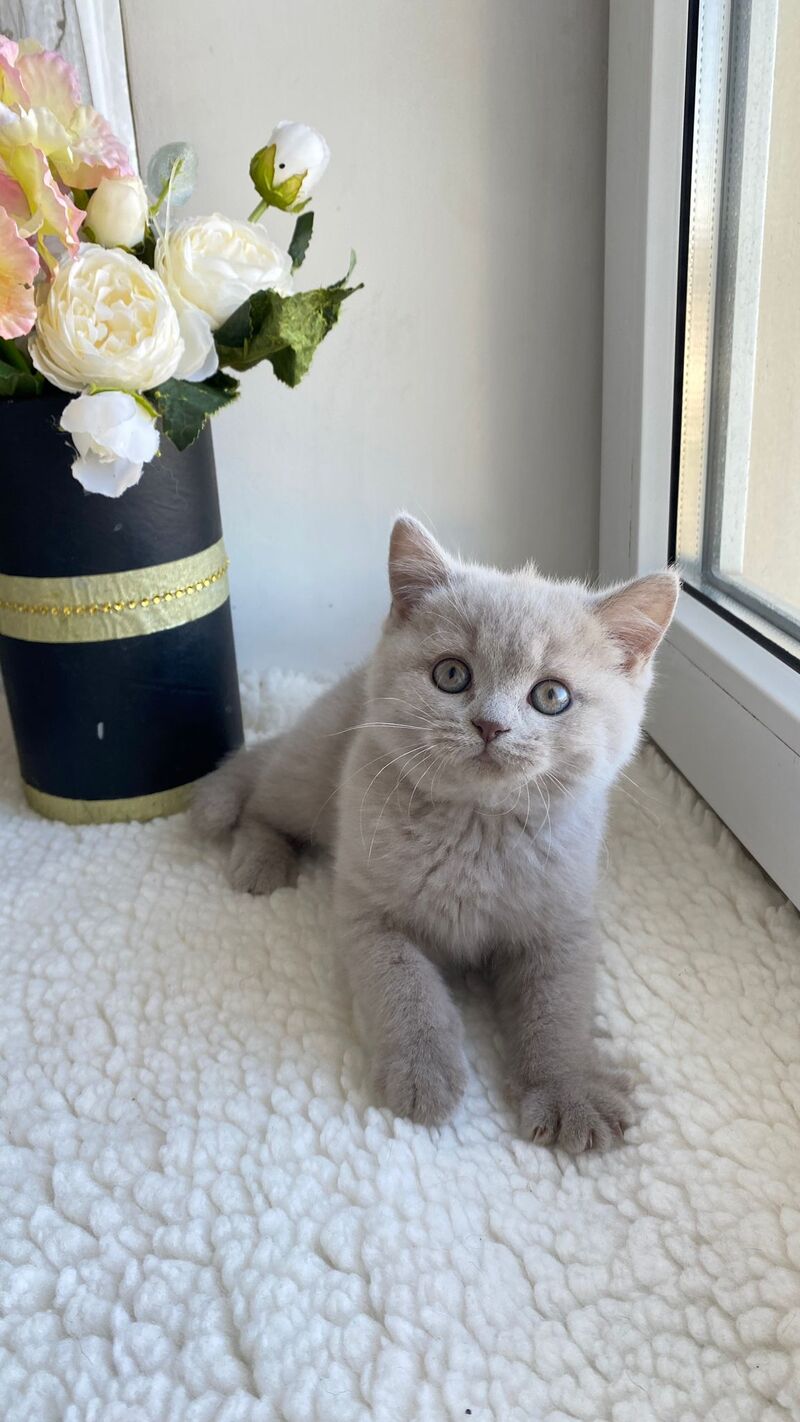 Jolli British Shorthair female, lilac
