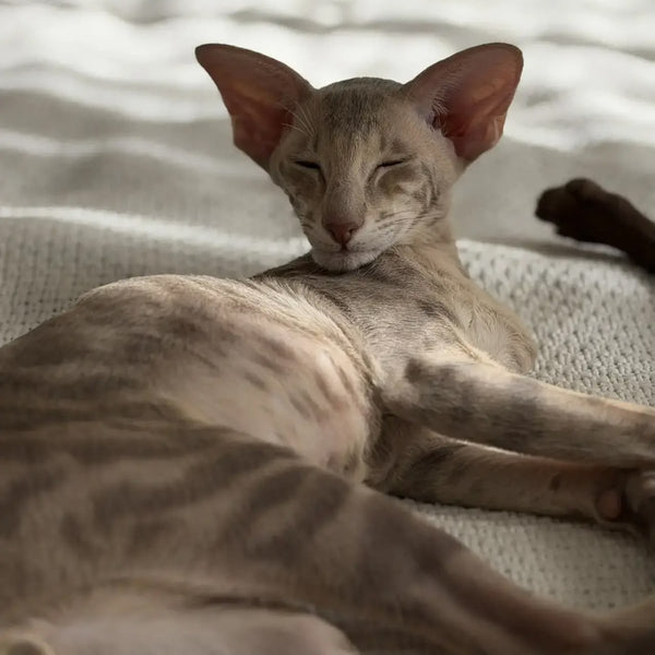 Atlas Oriental Shorthair male, lilac tabby