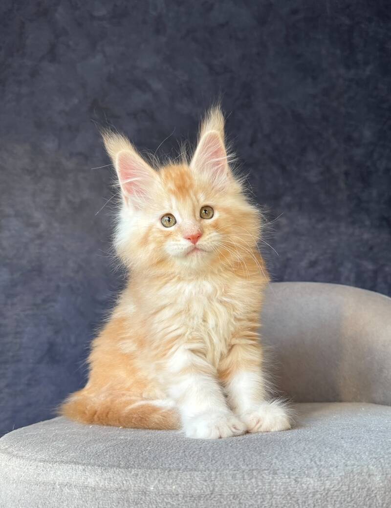 Han-Solo Maine Coon male, red silver ticked tabby