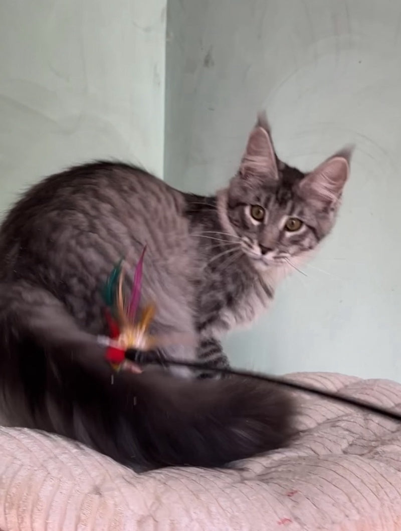 Zorg Maine Coon male, black silver tabby