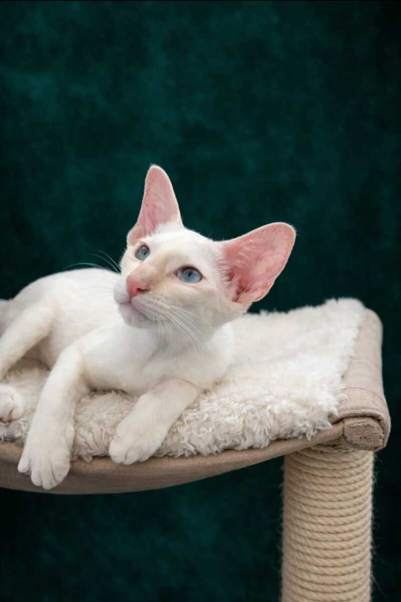 Elton Siamese male, cream tabby