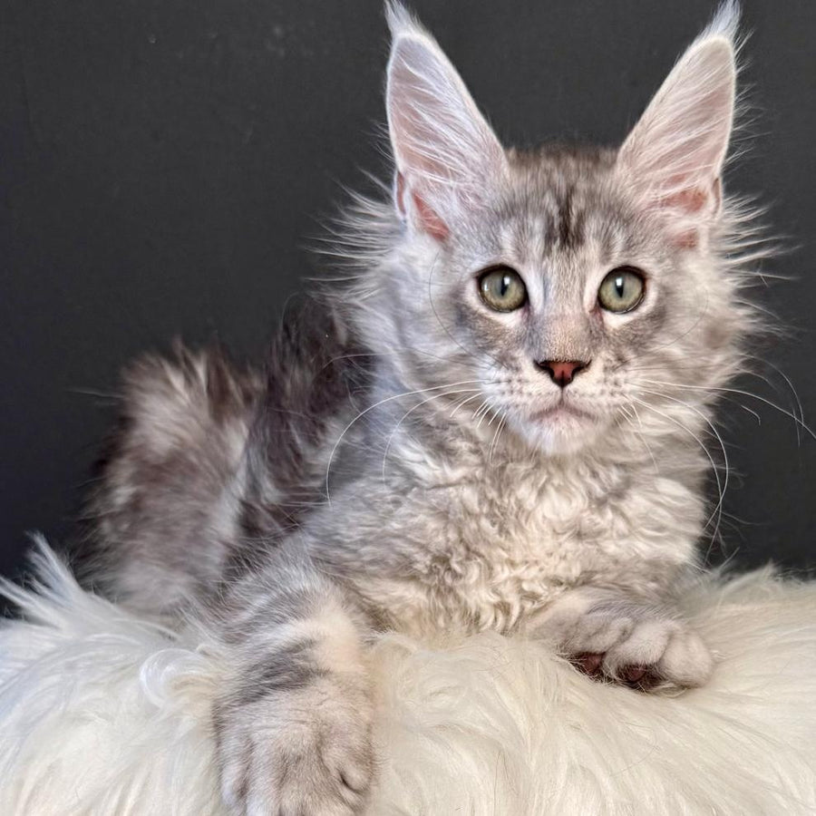 Lavr Maine Coon male, black silver tabby