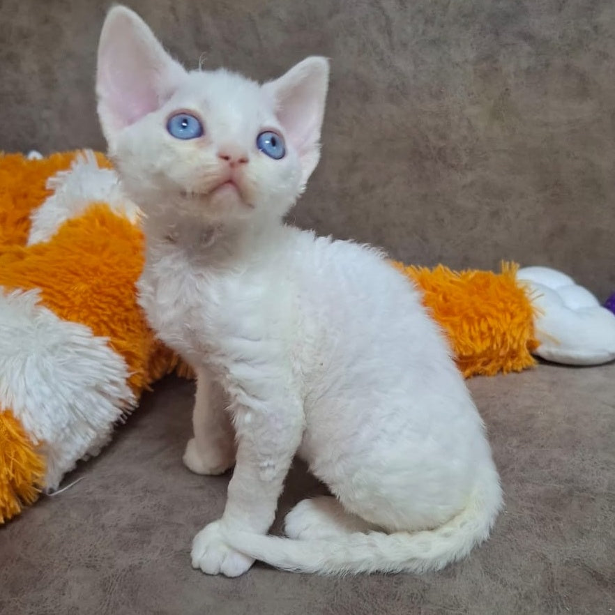 Genri Devon Rex male, white