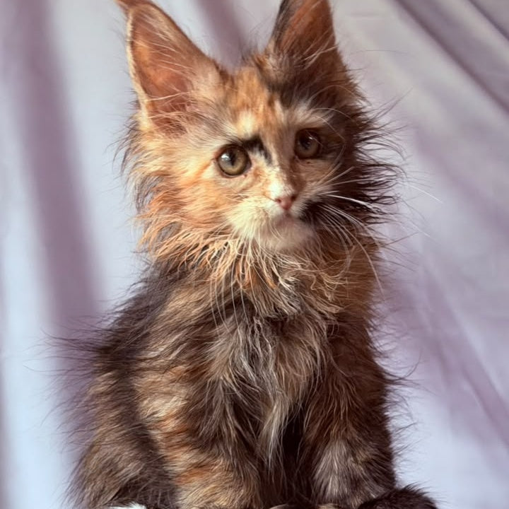 Nami Maine Coon polydactyl 5x5x6x6 female, black tortie with white