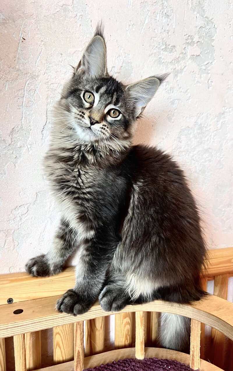 Zelda Maine Coon female, black ticked tabby
