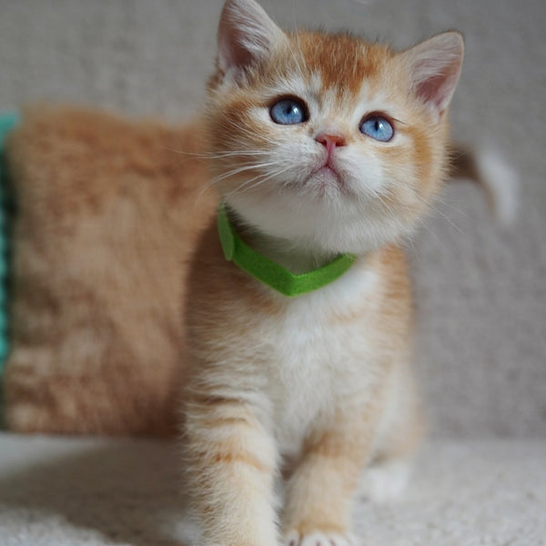 Teddy British Shorthair male, chocolate golden chinchilla with white