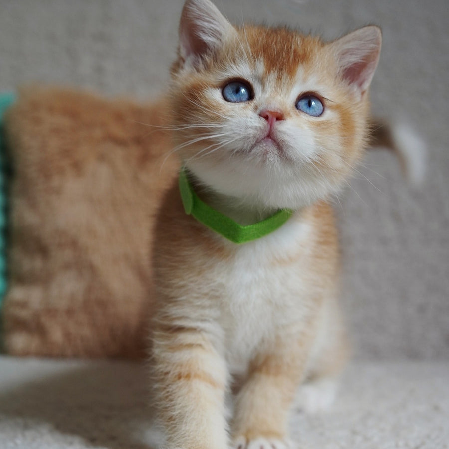 Teddy British Shorthair male, chocolate golden chinchilla with white