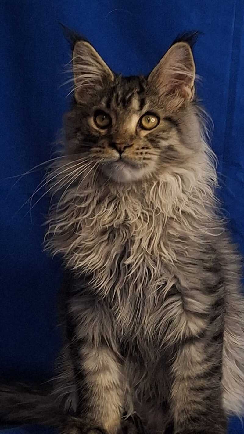 Joker Maine Coon male, black silver spotted tabby