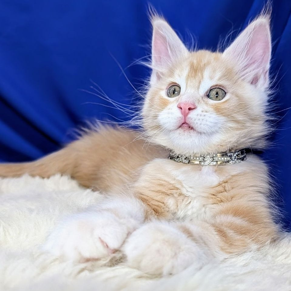 Yukon Maine Coon male, red silver tabby