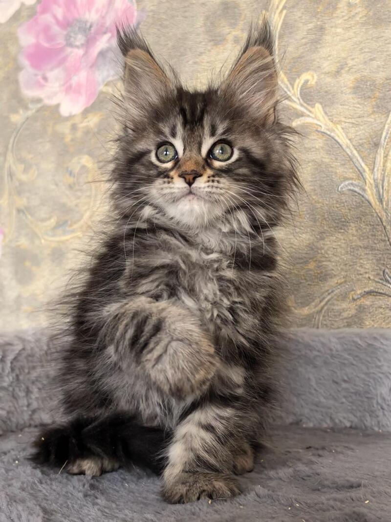 Dianne Maine Coon female black tabby live animals
