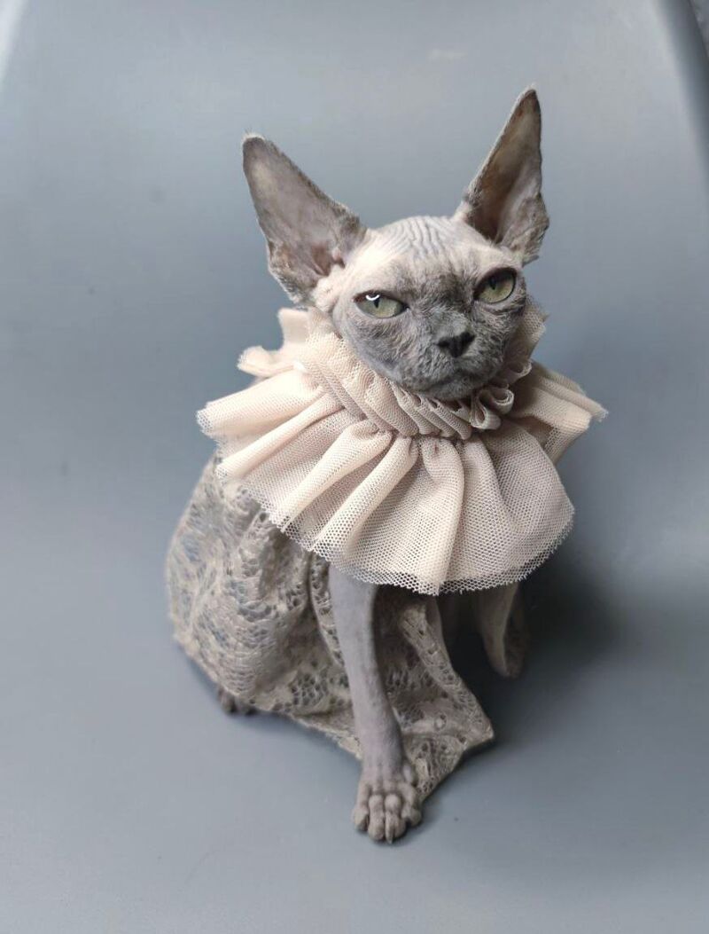 Davinci Vida Canadian Sphynx female, black