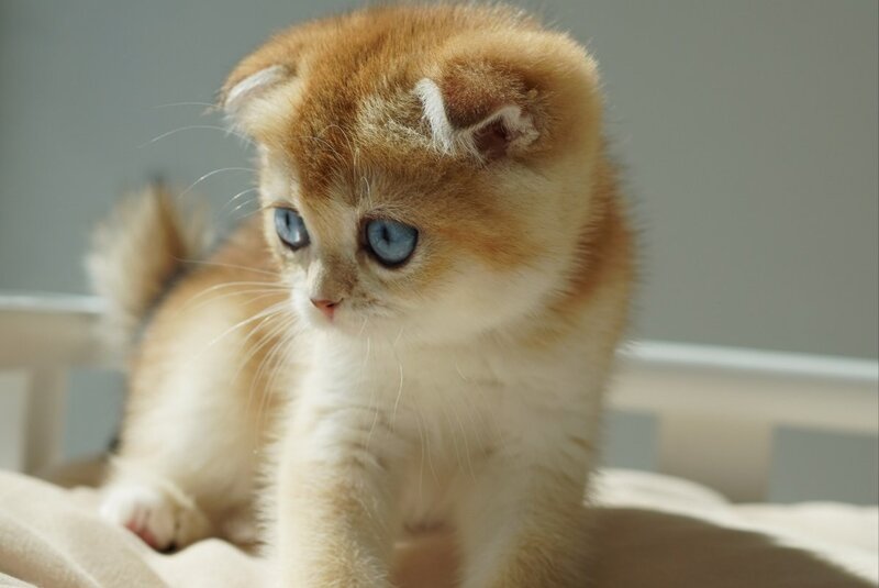 Queenie Scottish Fold female, black golden shaded with white