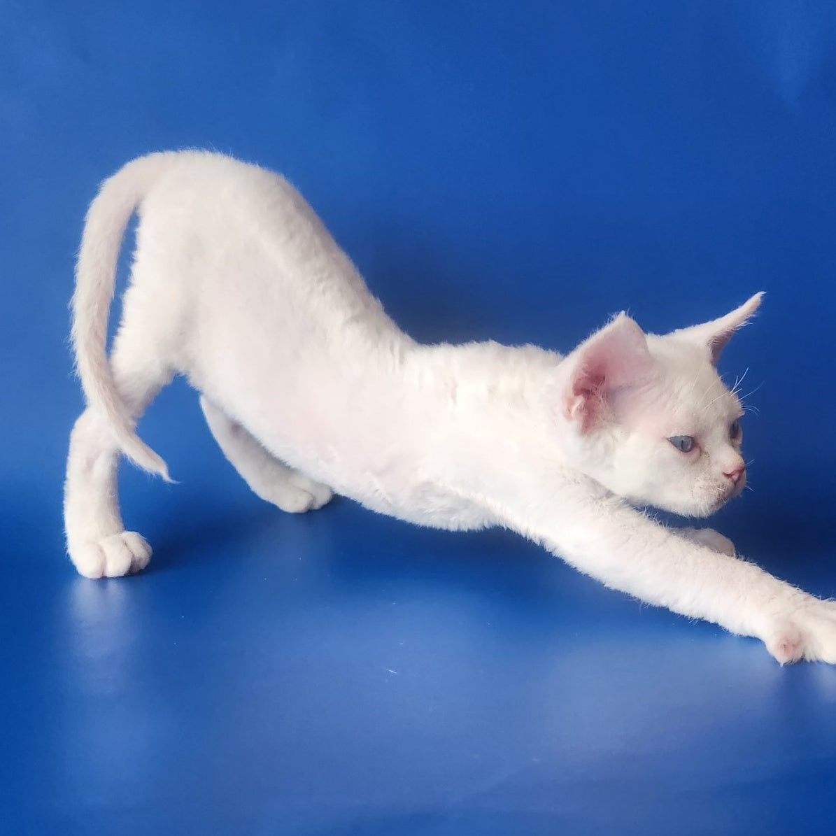 Marina Devon Rex female, white