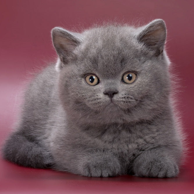Quincy British Shorthair male, blue