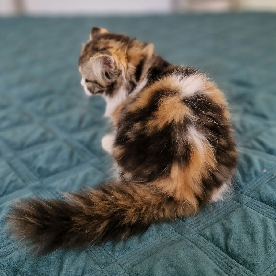Оgirl Scottish Straight female, black tortie tabby bicolour