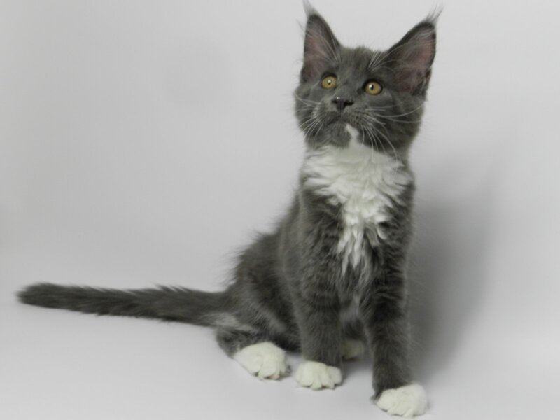 Daisy Maine Coon female, blue bicolour