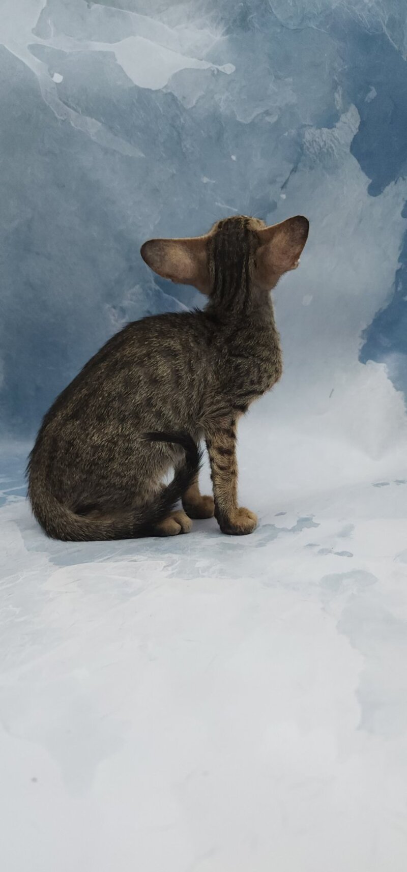 Odette Oriental Shorthair female, black spotted tabby