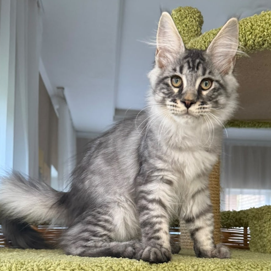 Harrik Maine Coon male, black silver tabby