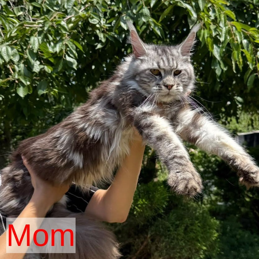 Odry Maine Coon female, black silver tabby