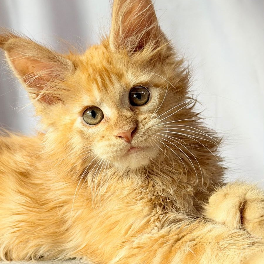 Nexus Maine Coon polydactyl 7x6x6x6 male, red
