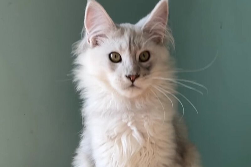 Bravo Maine Coon male, black silver shaded