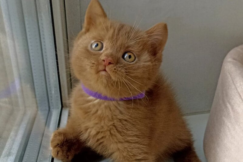 Francis British Shorthair male cinnamon - live animals
