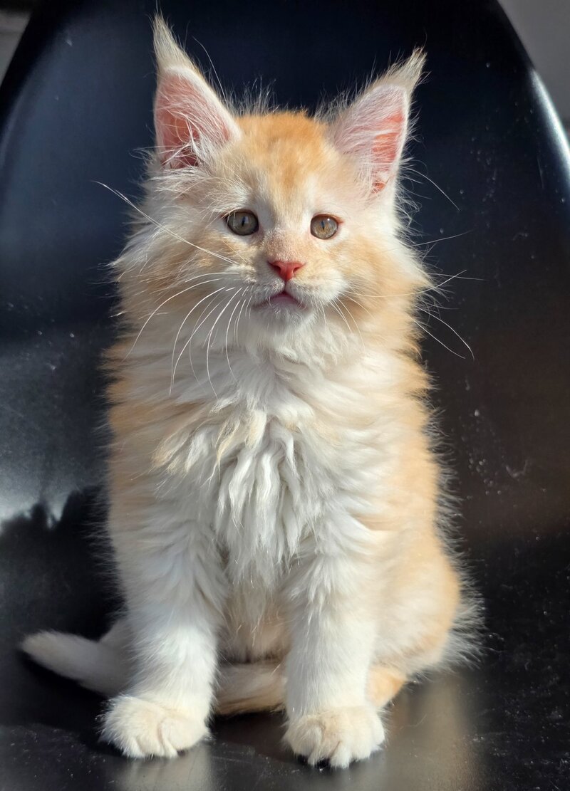 Kvest Maine Coon male red silver ticked tabby - live animals
