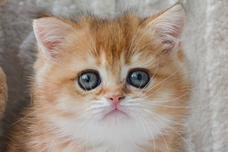 Kate British Shorthair female, black golden shaded