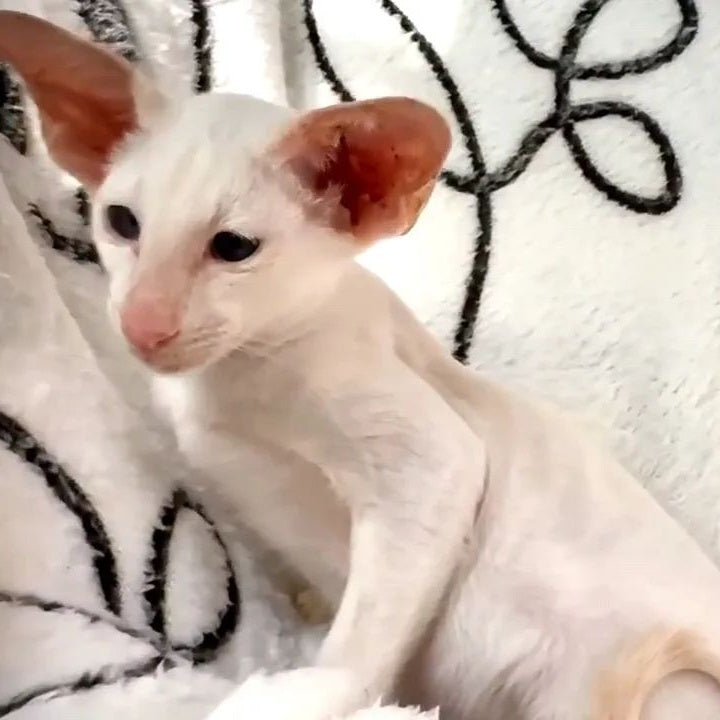 Arcadiy Siamese male, cream