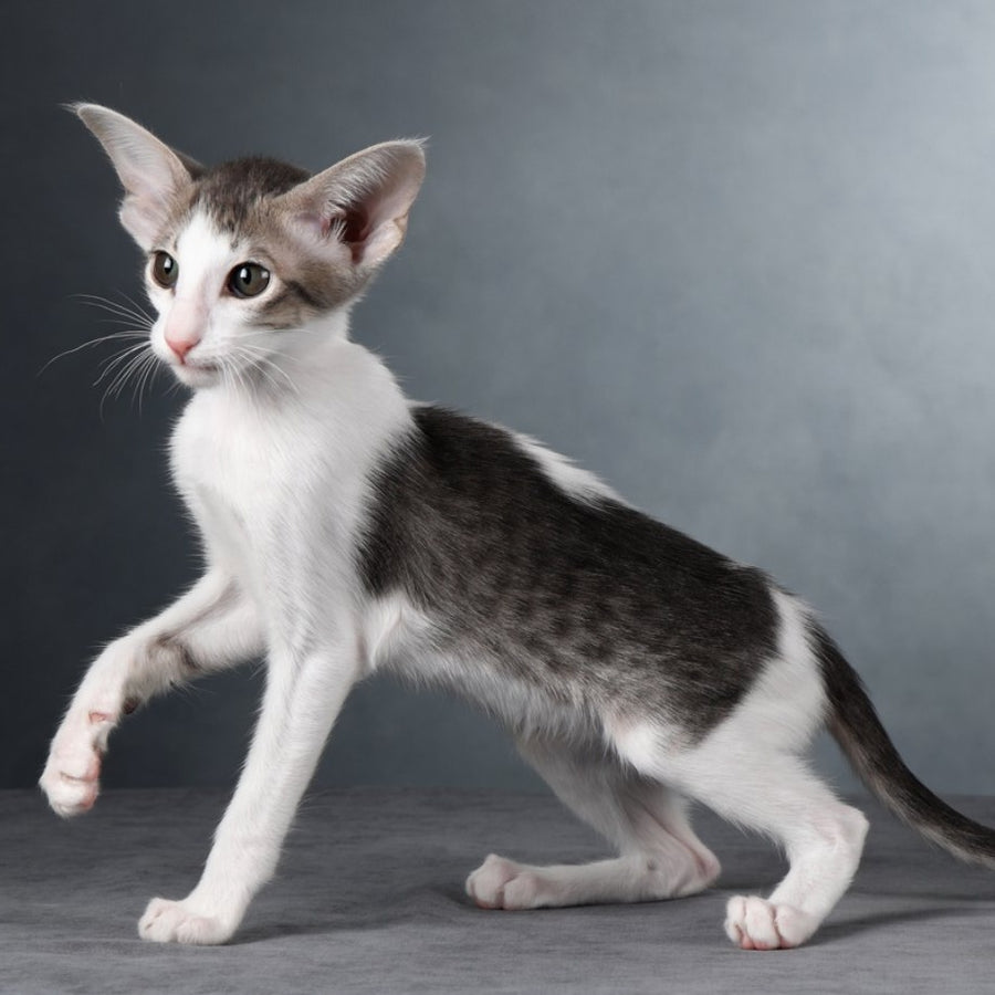 Stella Oriental Shorthair female, blue bicolour spotted tabby