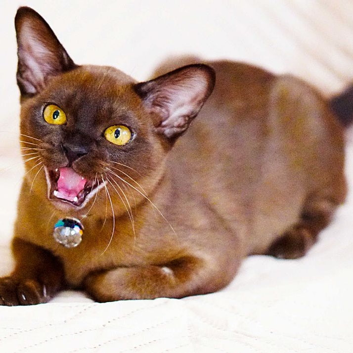 Urus Burmese male, black