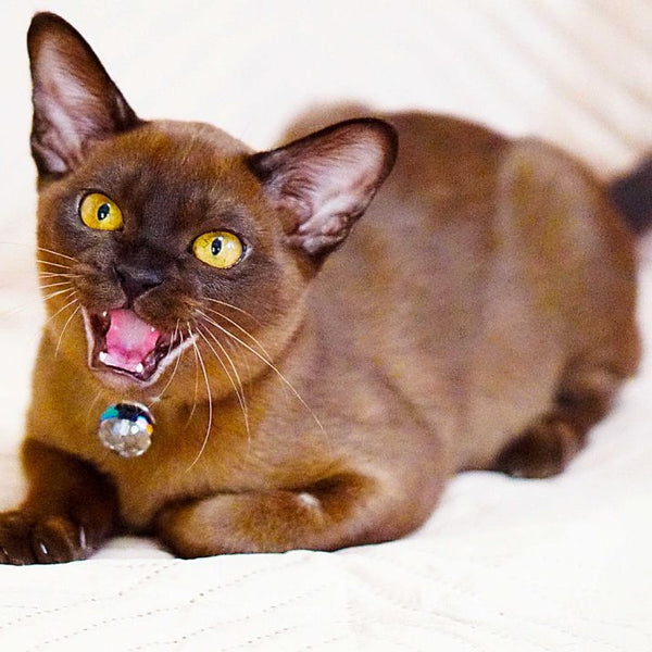 Urus Burmese male, black