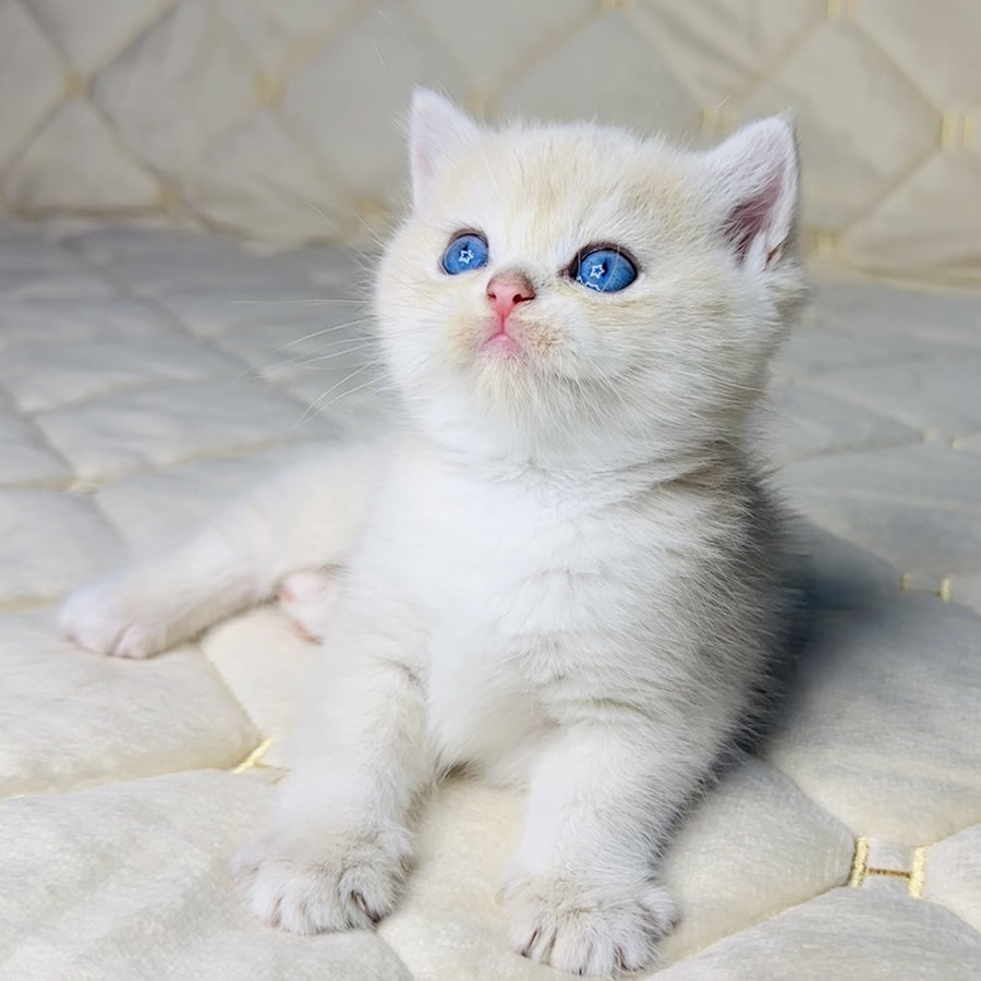 Fistashka British Shorthair female, blue golden shaded
