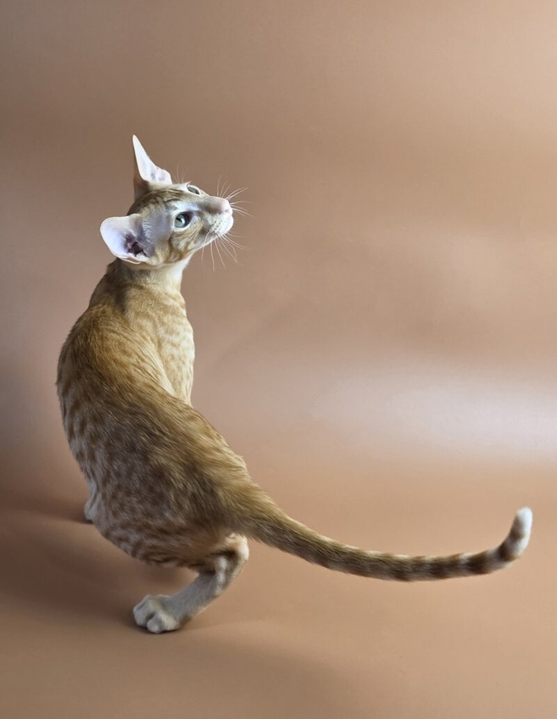 Uvar Oriental Shorthair male, red
