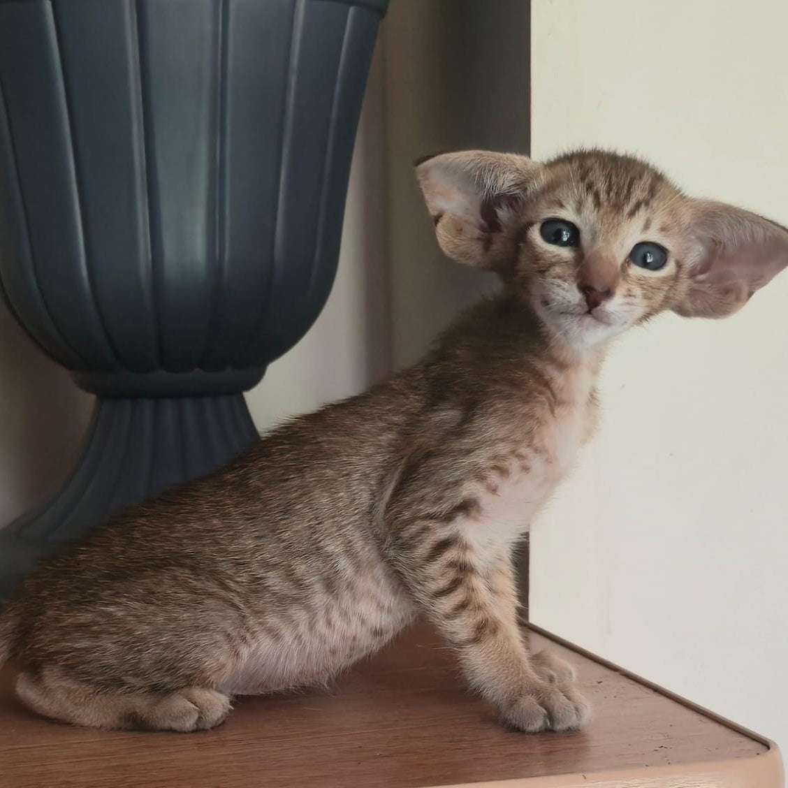 Arisha Oriental Shorthair female, chocolate tabby