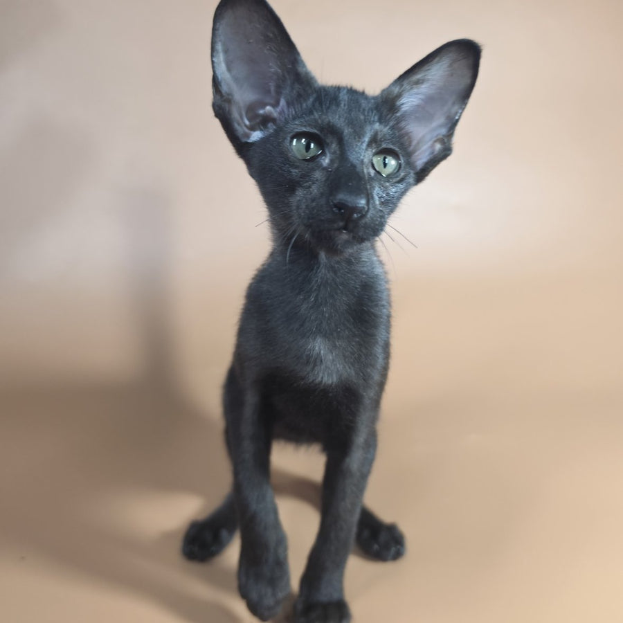 Juno Siamese female, black