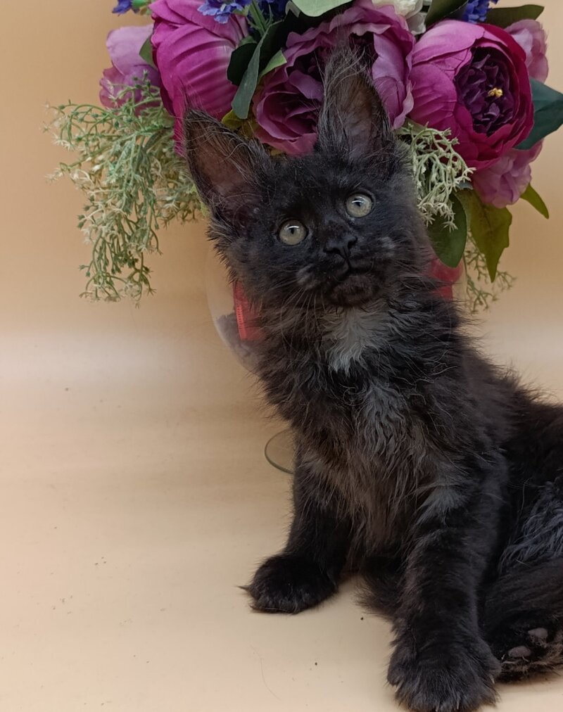 Isabelle Maine Coon female black silver - live animals