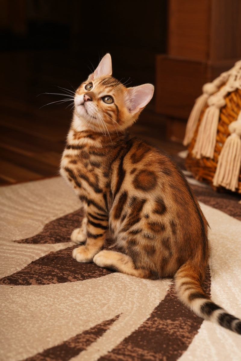 Jayson Bengal male, black spotted tabby