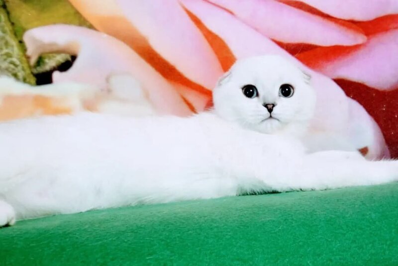 Princess Scottish Fold female, black silver shaded pointed