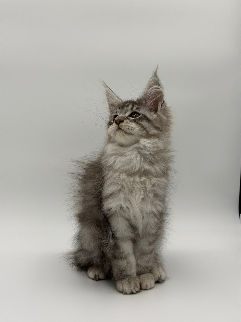 Kleo Maine Coon male black silver tabby - live animals