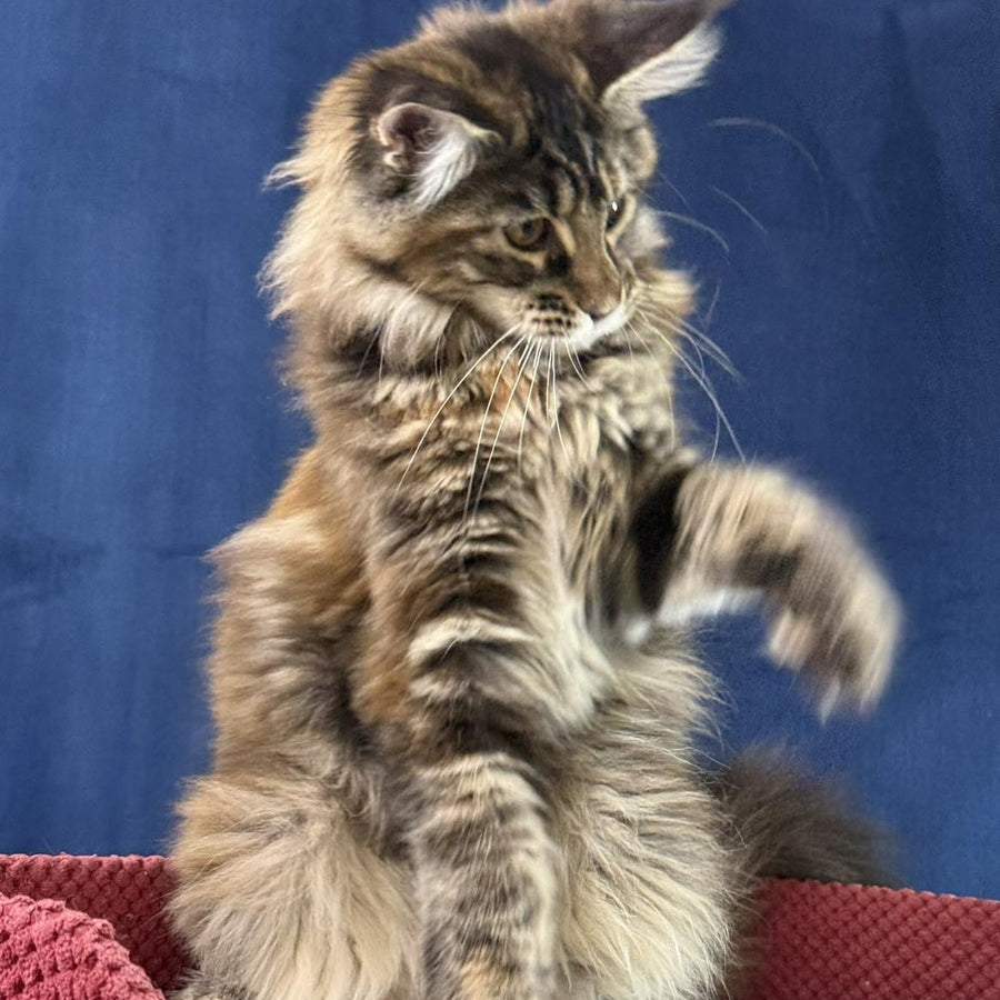 Calina Maine Coon female, black tortie tabby