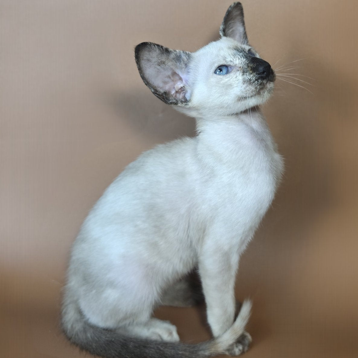 Lyra Siamese female, black tortie