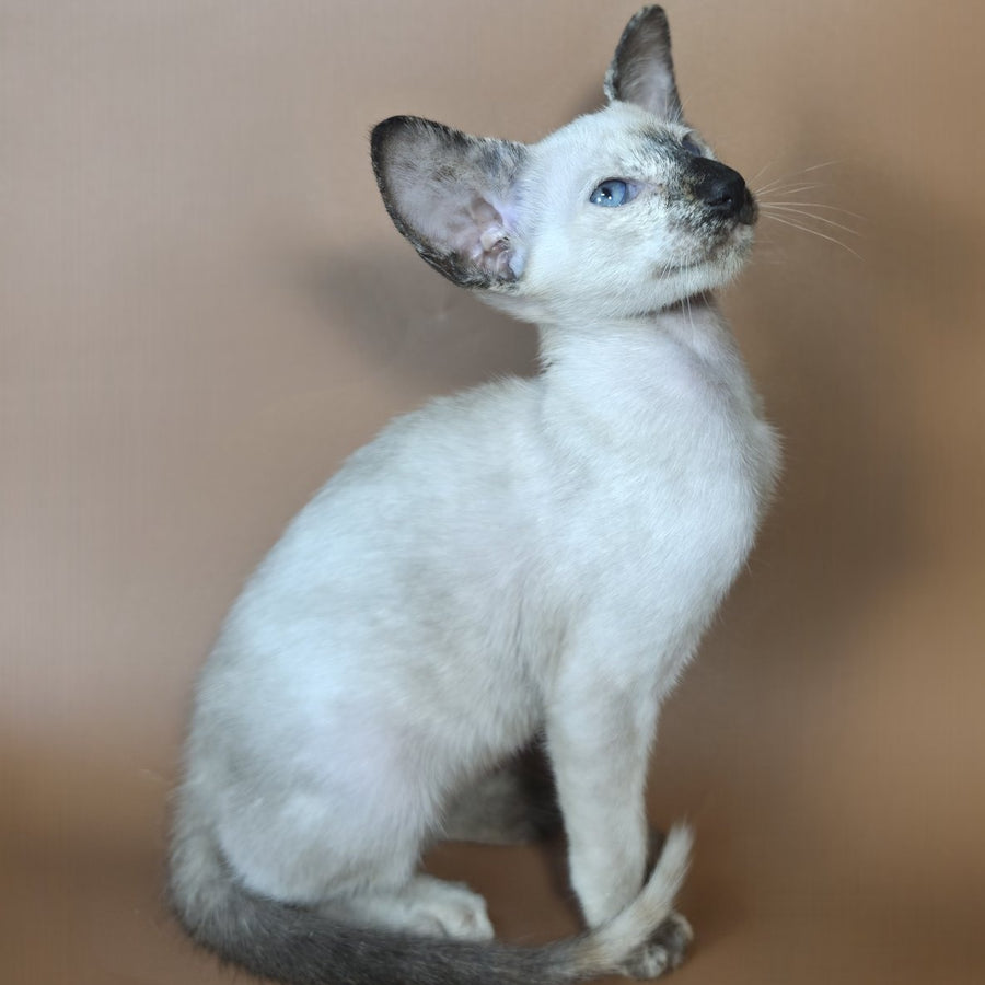 Lyra Siamese female, black tortie