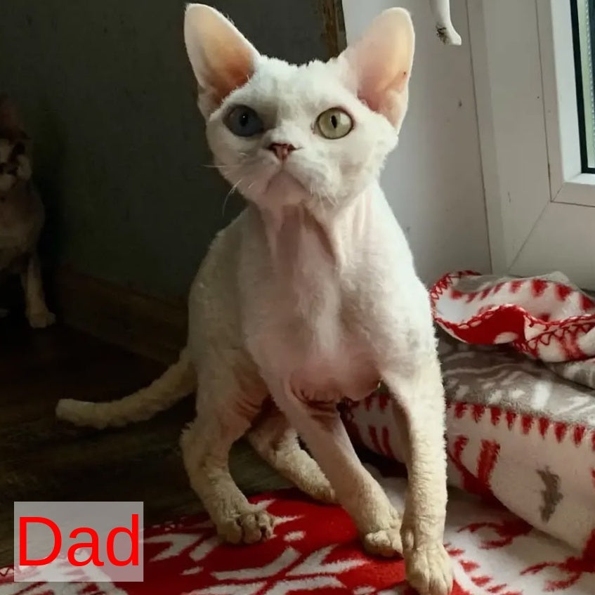 Zosya Devon Rex female, white