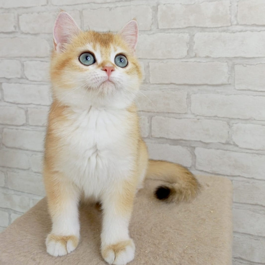 Bao Bao British Shorthair male, black golden chinchilla