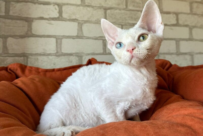 Arahis Devon Rex male, white