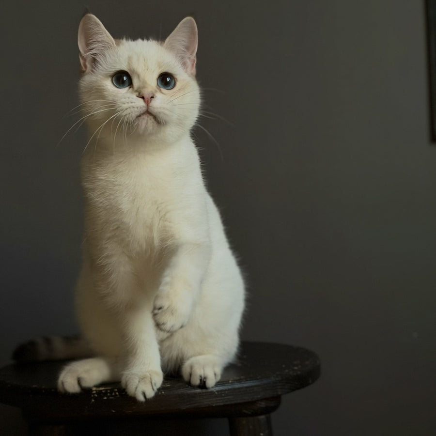 Mila British Shorthair female, black golden shaded pointed